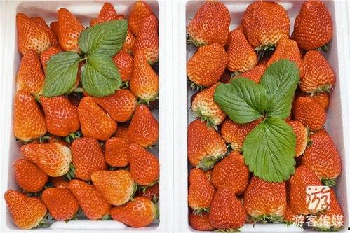 草莓国产在线,品味本土鲜甜，共筑绿色食尚